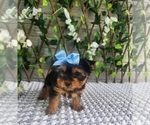 Small #9 Morkie
