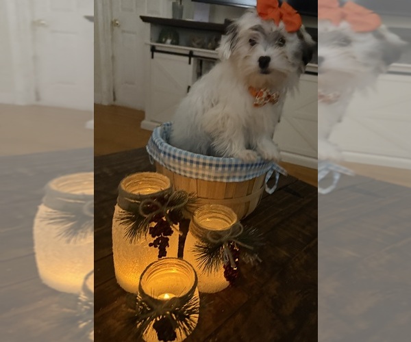 Medium Photo #20 Shih-Poo Puppy For Sale in DINWIDDIE, VA, USA