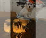 Small Photo #20 Shih-Poo Puppy For Sale in DINWIDDIE, VA, USA