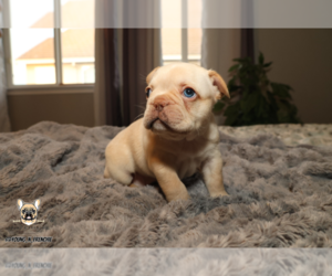 French Bulldog Puppy for sale in SACRAMENTO, CA, USA