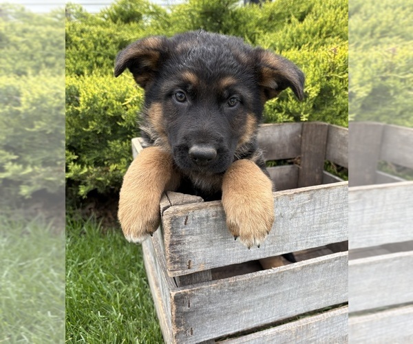 Medium Photo #4 German Shepherd Dog Puppy For Sale in MIDDLEBURY, IN, USA