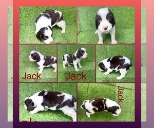 English Springer Spaniel Puppy for sale in JACKSON, GA, USA
