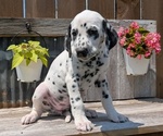 Small Photo #37 Dalmatian Puppy For Sale in GOSHEN, IN, USA