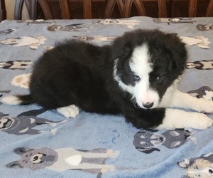 Border Collie Puppy for sale in LAWTON, OK, USA
