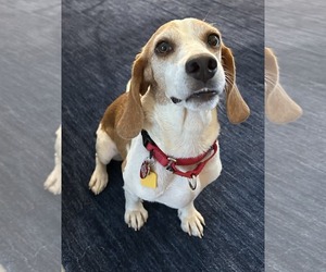 Teela - Female Beagle Dog for Adoption - Photo #12