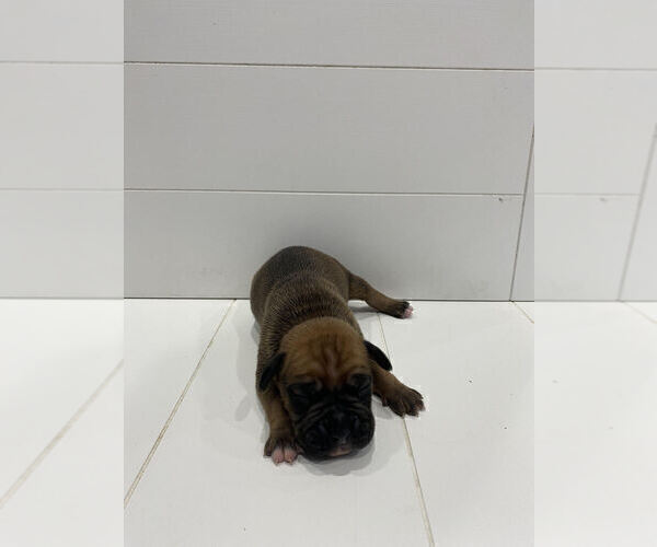 Medium Photo #3 Boxer Puppy For Sale in ROCKFORD, MI, USA