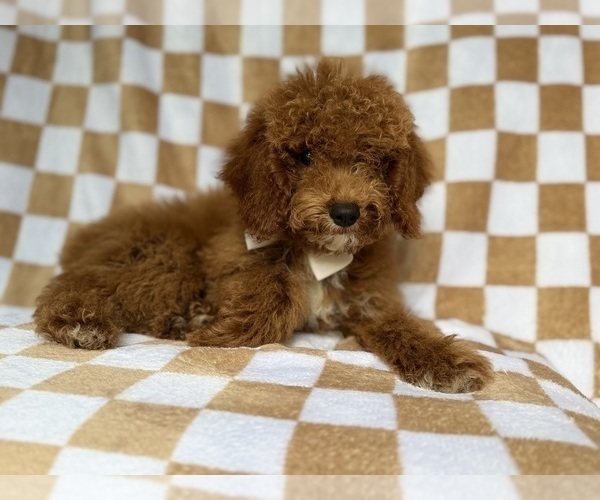 Medium Photo #6 Cock-A-Poo Puppy For Sale in LAKELAND, FL, USA