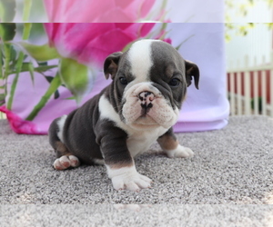 Bulldog Puppy for sale in SHILOH, OH, USA