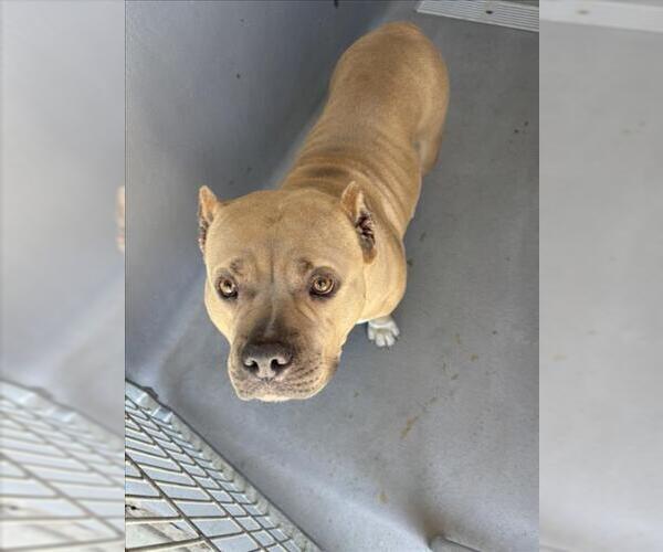 Medium Photo #1 American Pit Bull Terrier-Unknown Mix Puppy For Sale in Tracy, CA, USA