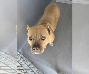 Medium American Pit Bull Terrier Mix