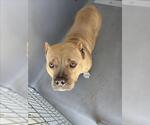 Small American Pit Bull Terrier Mix