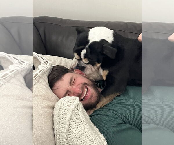 Medium Photo #4 Bulldog Puppy For Sale in Dumont, NJ, USA