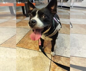 Boston Huahua Dogs for adoption in Sanford, FL, USA