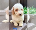 Small #4 Poodle (Miniature)