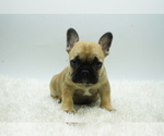 Small French Bulldog