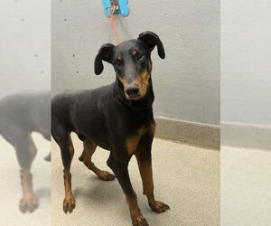Doberman Pinscher-Unknown Mix Dogs for adoption in Las Vegas, NV, USA