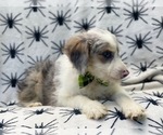 Small Photo #12 Aussiedoodle Miniature  Puppy For Sale in LAKELAND, FL, USA