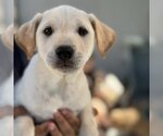 Small Photo #1 Golden Labrador Puppy For Sale in San Diego, CA, USA
