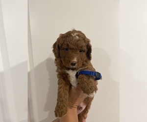 Miniature Bernedoodle-Poodle (Miniature) Mix Puppy for sale in ATCO, NJ, USA