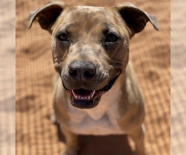 Medium Photo #16 American Pit Bull Terrier-Unknown Mix Puppy For Sale in Kanab, UT, USA