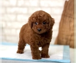 Small Photo #6 Poodle (Toy) Puppy For Sale in SAN JOSE, CA, USA