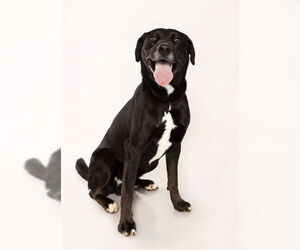 Labrador Retriever-Unknown Mix Dogs for adoption in Ogden, UT, USA