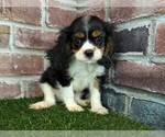 Small #14 Cavalier King Charles Spaniel