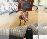 Small Photo #3 Mutt Puppy For Sale in Springdale, PA, USA