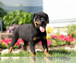 Small Photo #14 Rottweiler Puppy For Sale in NAPPANEE, IN, USA