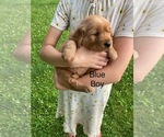 Small #5 Golden Retriever