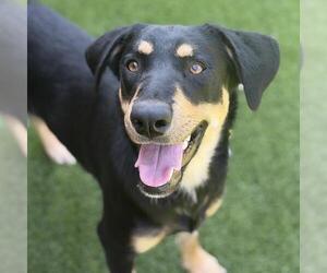 Labrador Retriever-Unknown Mix Dogs for adoption in San Diego, CA, USA