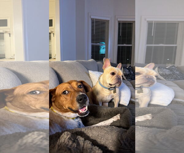 Medium Photo #2 Jack Russell Terrier-Red Heeler Mix Puppy For Sale in Ball Ground, GA, USA