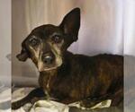 Small Dachshund Mix