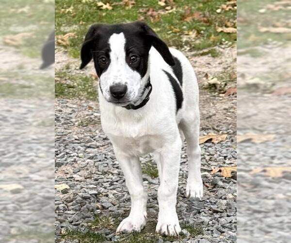 Medium Photo #1 Collie-Unknown Mix Puppy For Sale in Brewster, MA, USA
