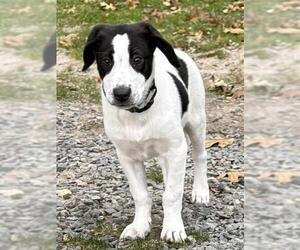Collie-Unknown Mix Dogs for adoption in Brewster, MA, USA