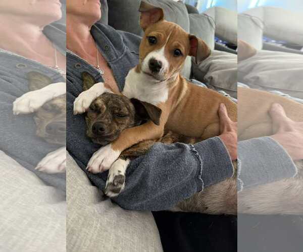 Medium Photo #7 Boxer-Unknown Mix Puppy For Sale in pomfret, CT, USA