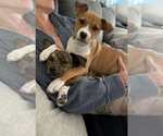 Small #6 Boxer Mix