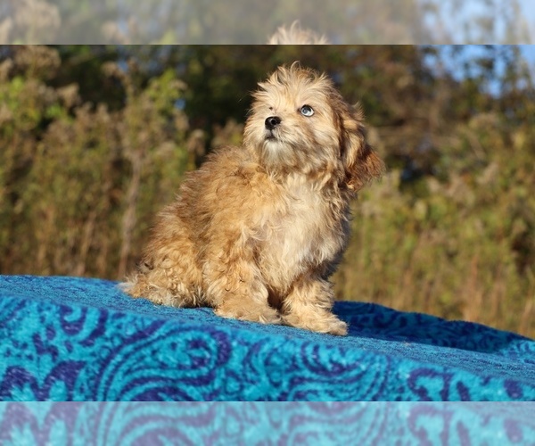 Medium Photo #27 ShihPoo Puppy For Sale in DYERSBURG, TN, USA