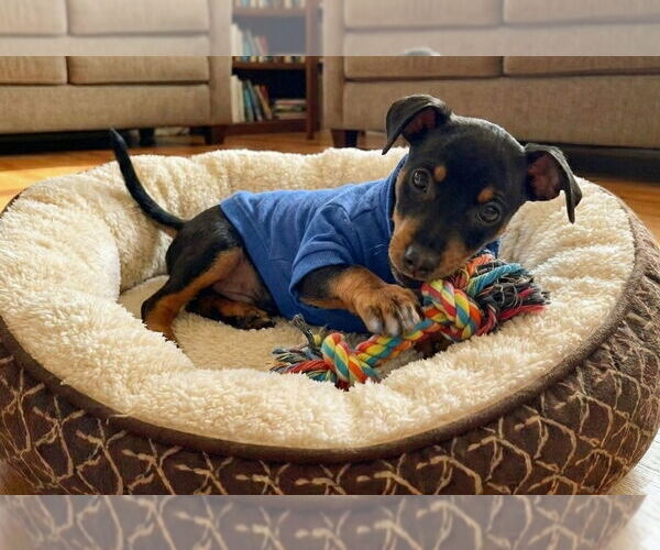 Medium Photo #12 Chiweenie Puppy For Sale in Grovertown, IN, USA