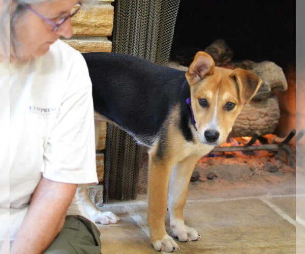 Medium Photo #4 Siberian Husky-Unknown Mix Puppy For Sale in Germanton, TN, USA