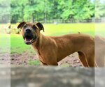 Small Photo #2 Black Mouth Cur-Boxer Mix Puppy For Sale in Greenville, SC, USA