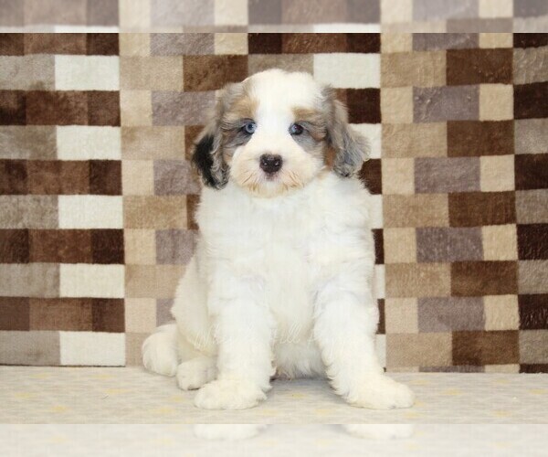 Medium Photo #3 Bernedoodle (Miniature) Puppy For Sale in DENVER, PA, USA