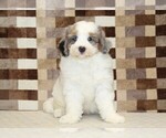 Small #2 Bernedoodle (Miniature)