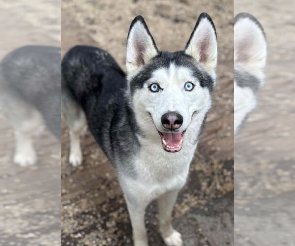 Medium Photo #1 Siberian Husky Puppy For Sale in Matawan, NJ, USA