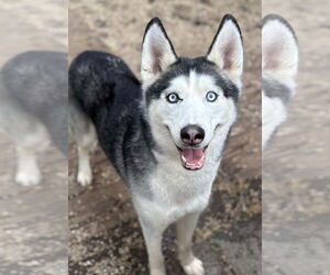 Tiny Tim - Male Siberian Husky Dog for Adoption