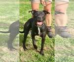 Small #3 Mutt