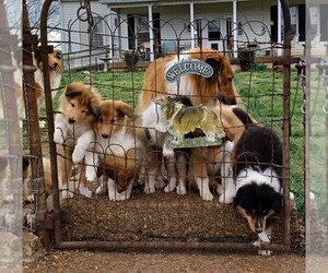 Collie Puppy for sale in CENTERVILLE, TN, USA