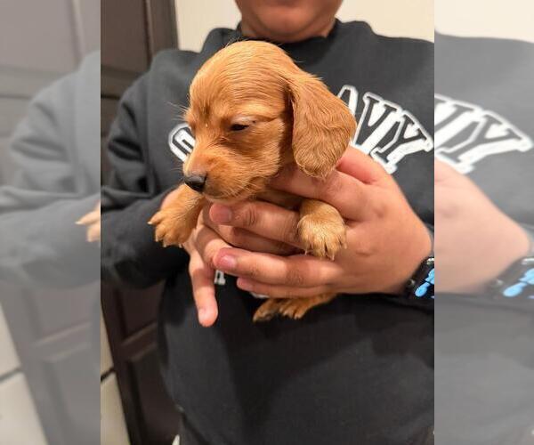 Medium Photo #7 Dachshund Puppy For Sale in MORRISVILLE, NC, USA