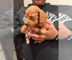 Small Photo #7 Dachshund Puppy For Sale in MORRISVILLE, NC, USA