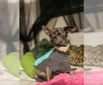 Small Photo #8 Chihuahua-Unknown Mix Puppy For Sale in Sandy, UT, USA